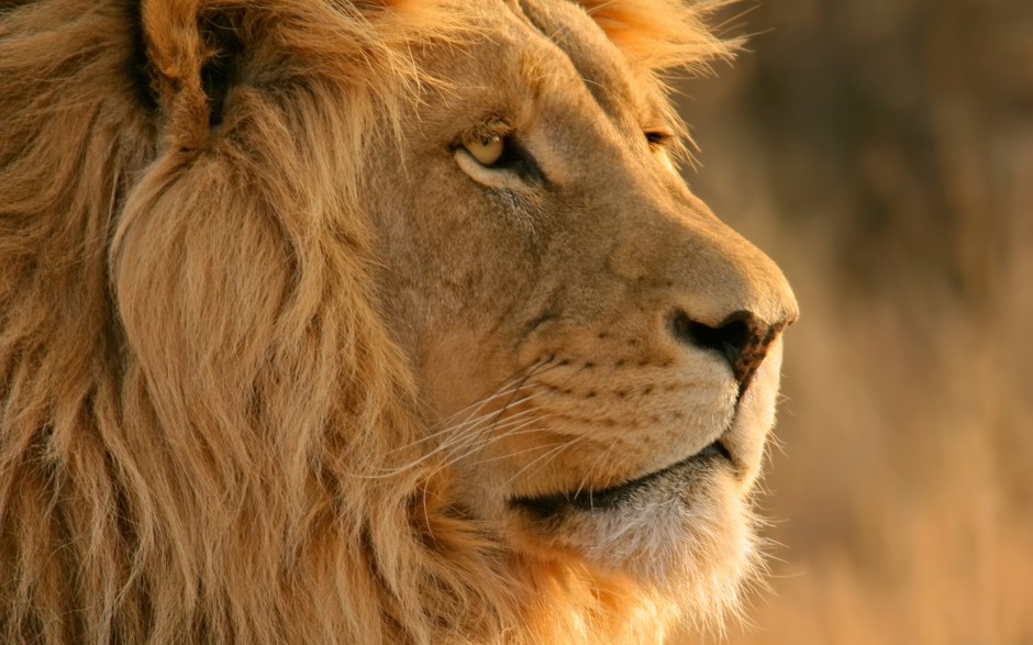 Supprimer le délai de masquage du dock sous OS X Lion