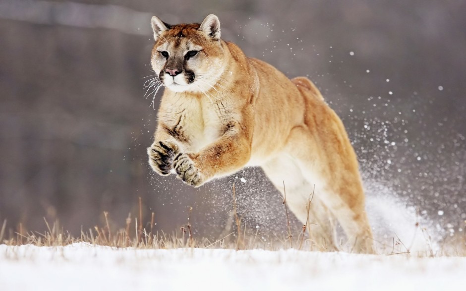 Mountain Lion : revenir à Lion sans perdre de données