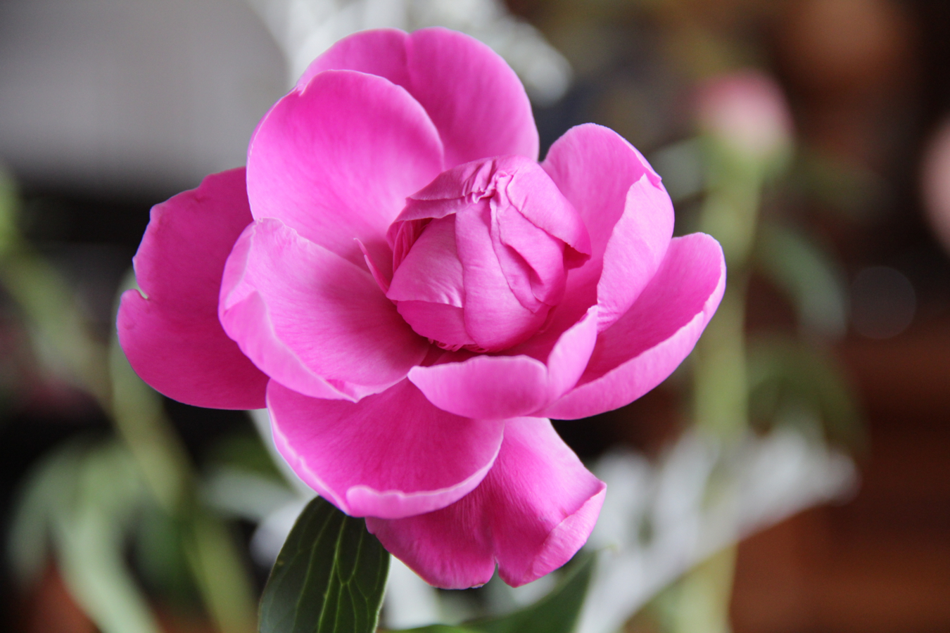 Fleur rose bokeh