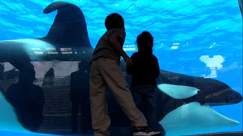 "Blackfish" & "The Cove" deux documentaires qu'il faut voir