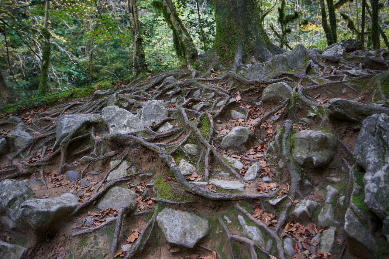 racines arbres gorges