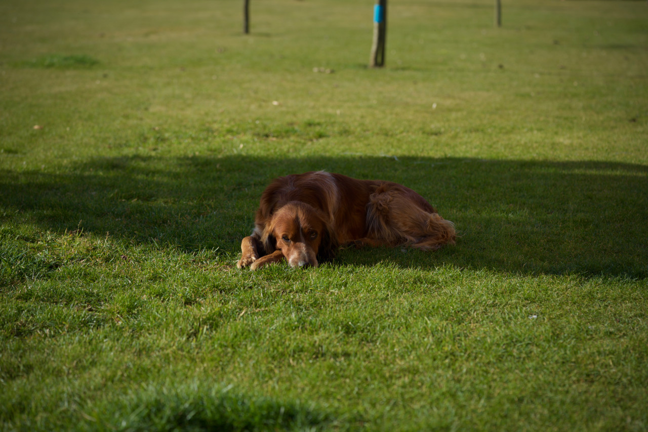 chien apache lokan