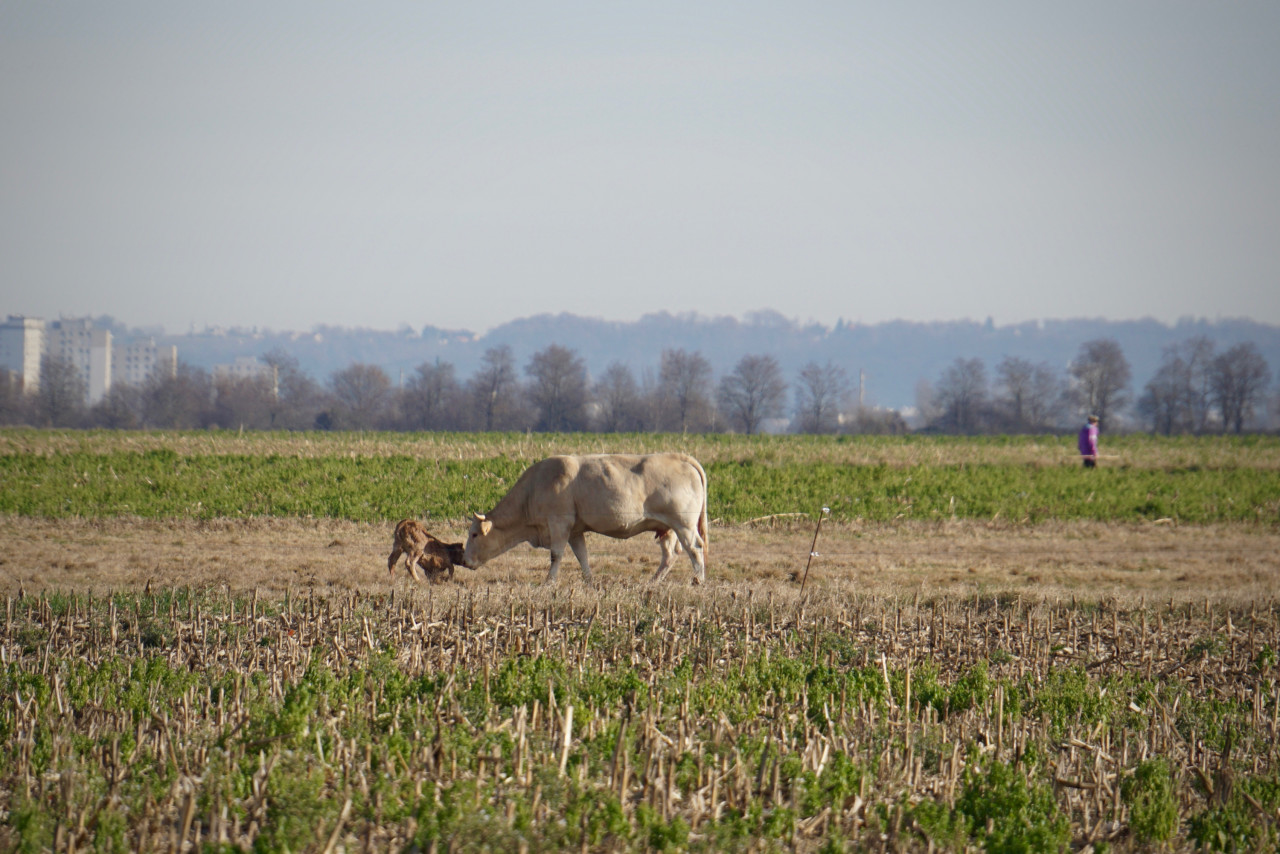 vache mise bas veau lokan