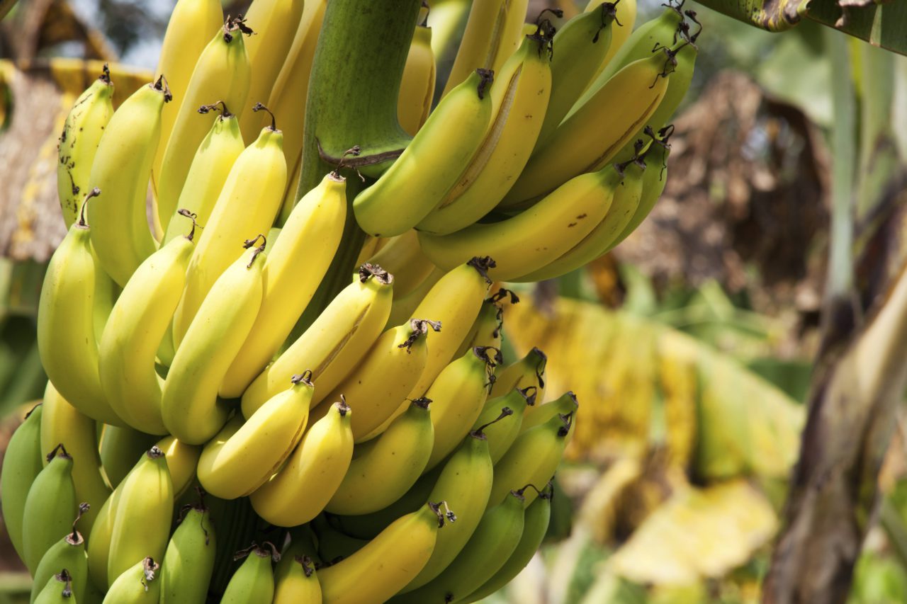 banane arbre éplucher