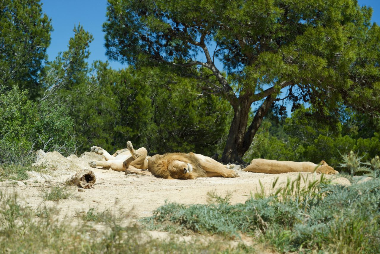Sortie photo à la Réserve Africaine de Sigean