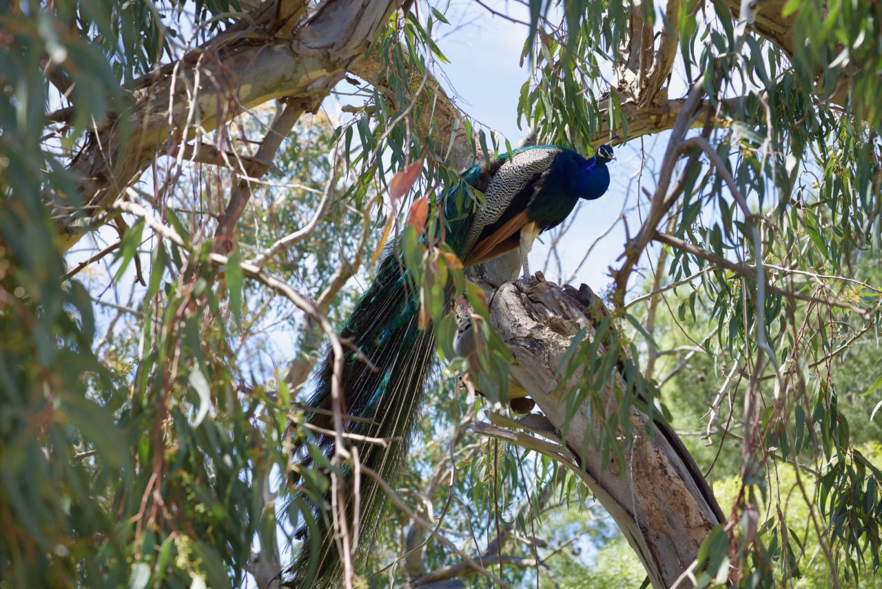 paon arbre reserve sigean