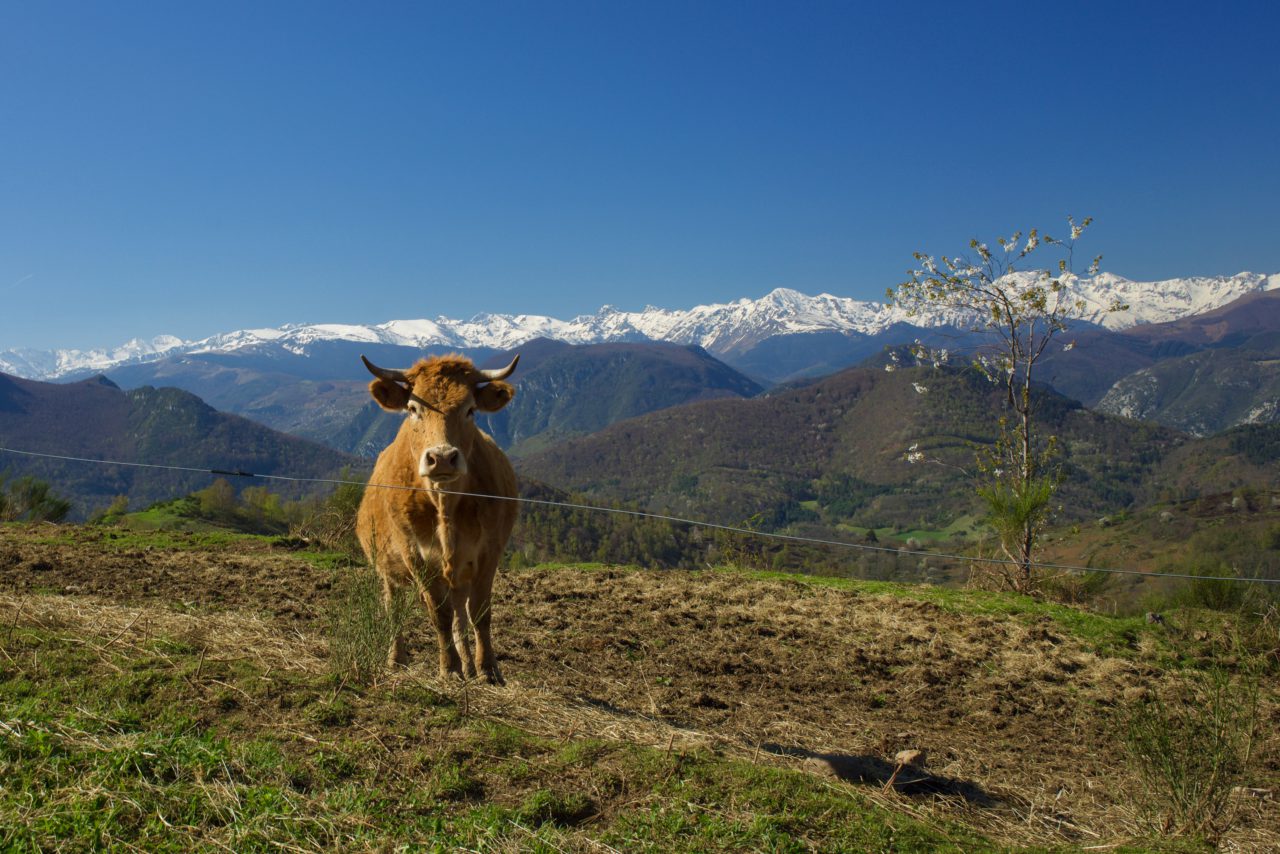 vache montagne