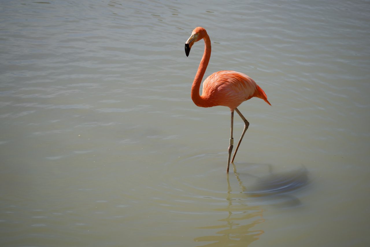 flamant rose