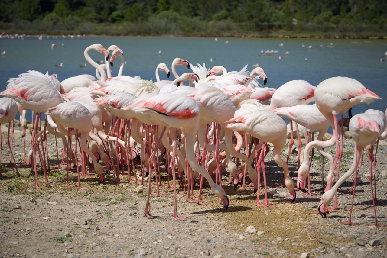 flamants roses