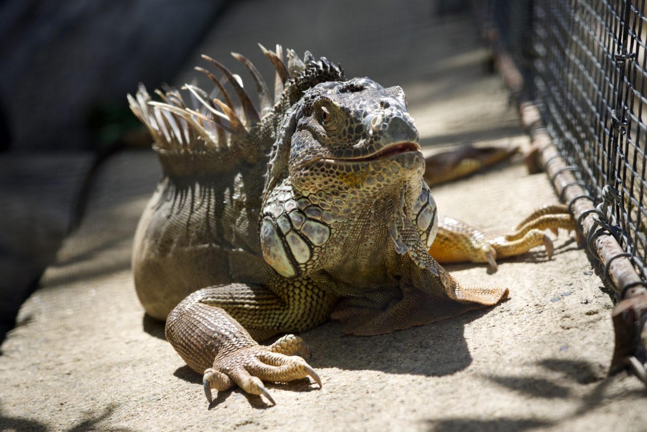 gros lezard