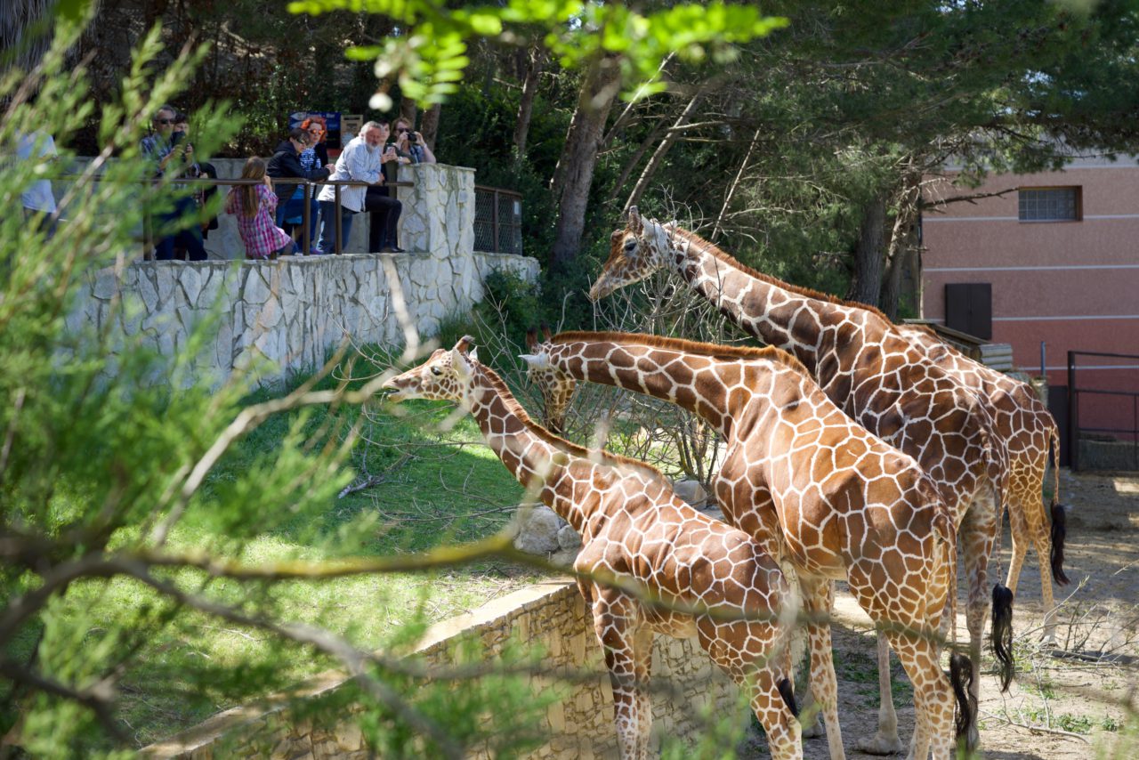 repas girafe