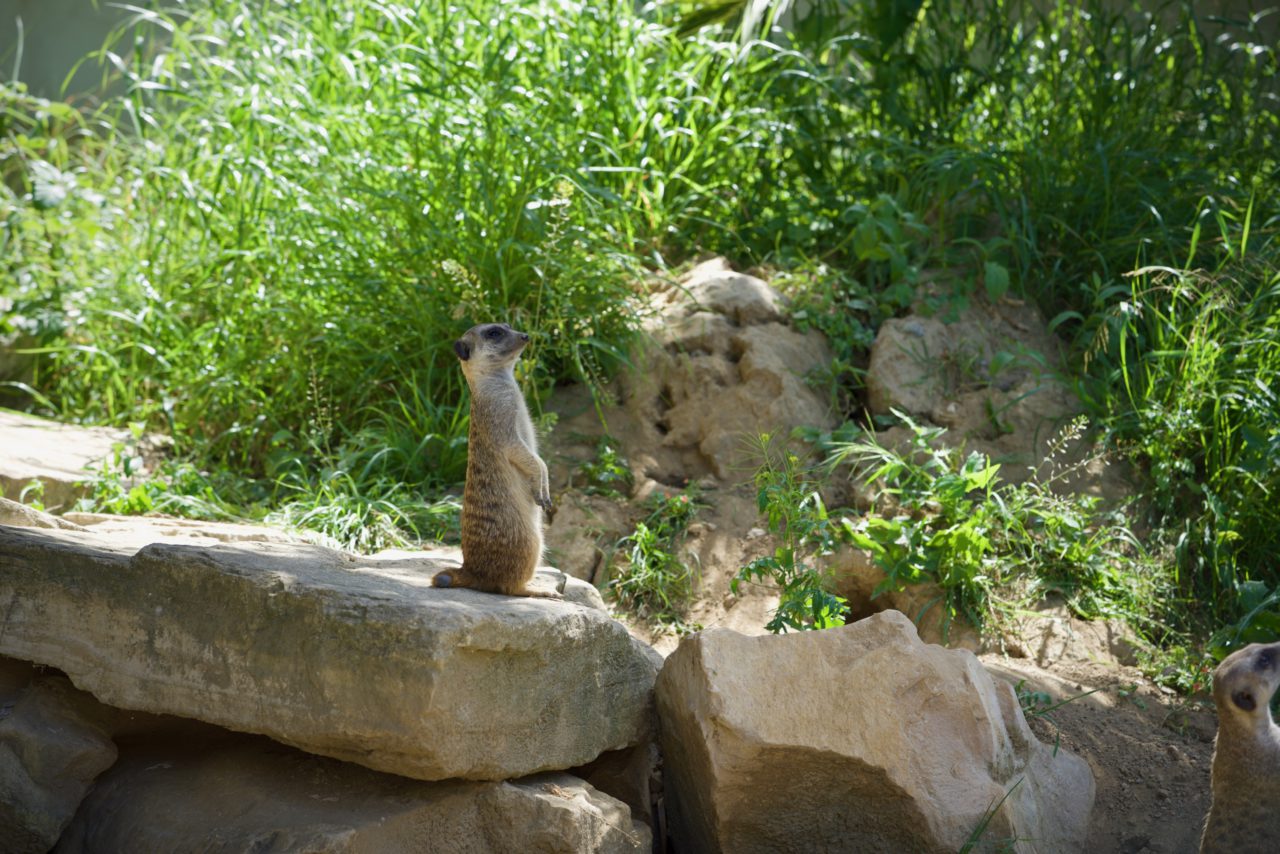 suricates