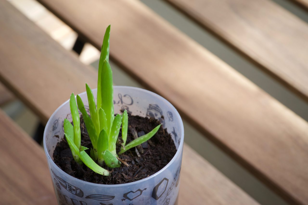 aloe vera bouture