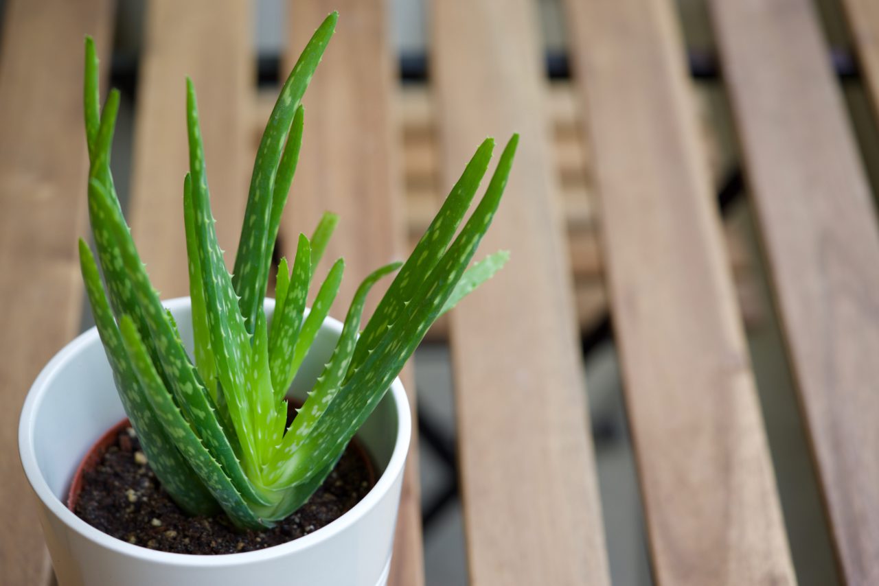 aloe vera ikea