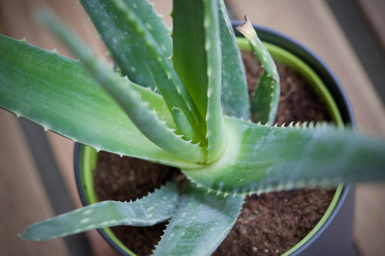 Les Aloe Vera sont mes nouvelles plantes favorites