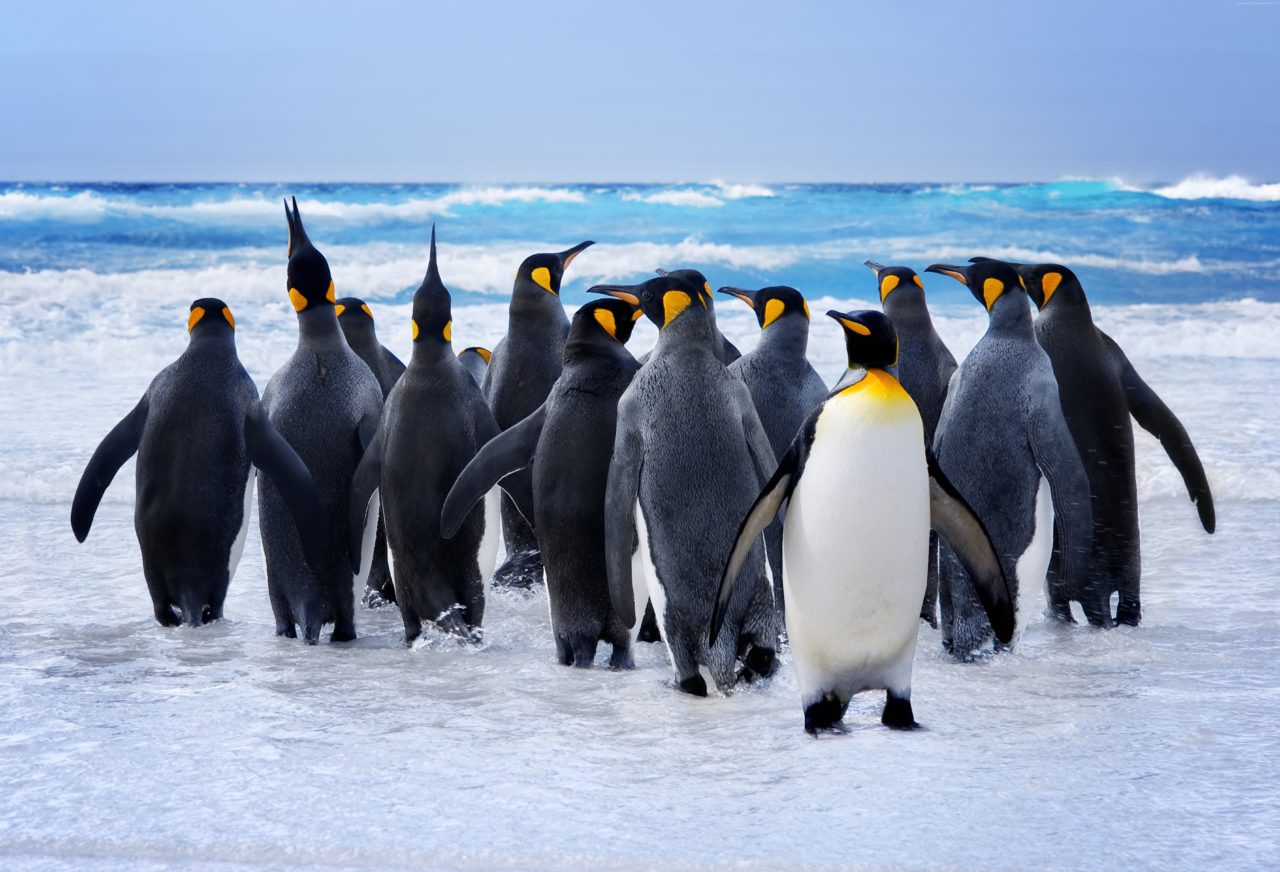 Black Friday - Les certifications "The Linux Foundation" à -60%