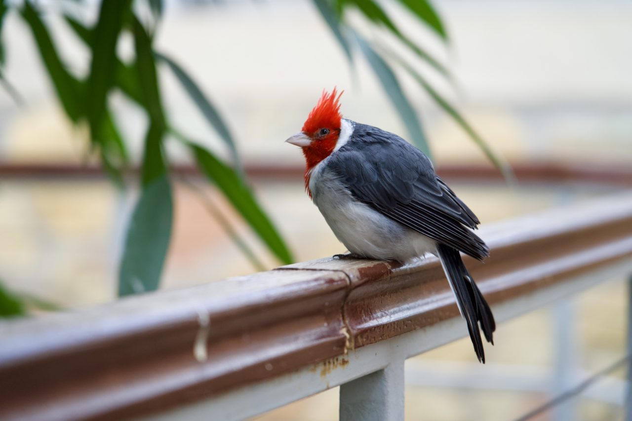 zoo budapest rio