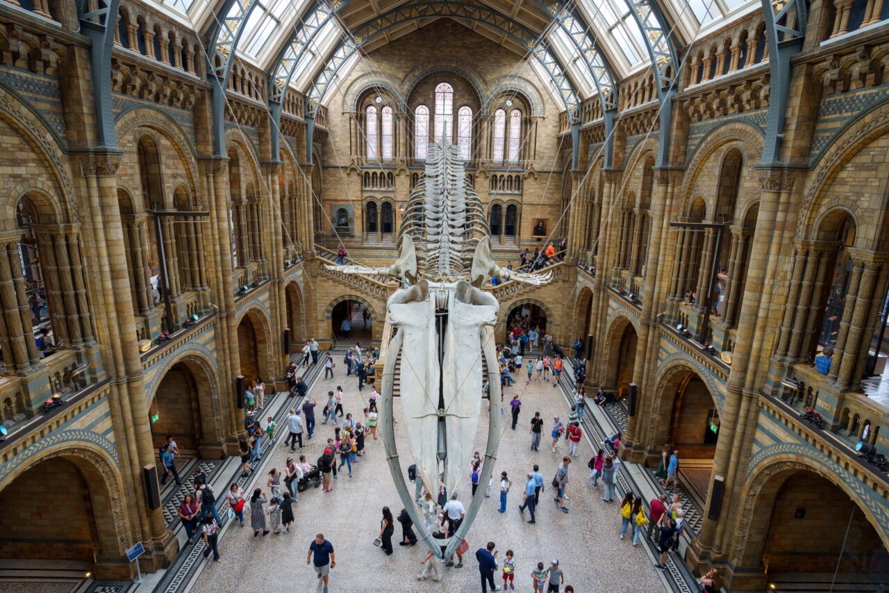 Natural History Museum Londres Baleine