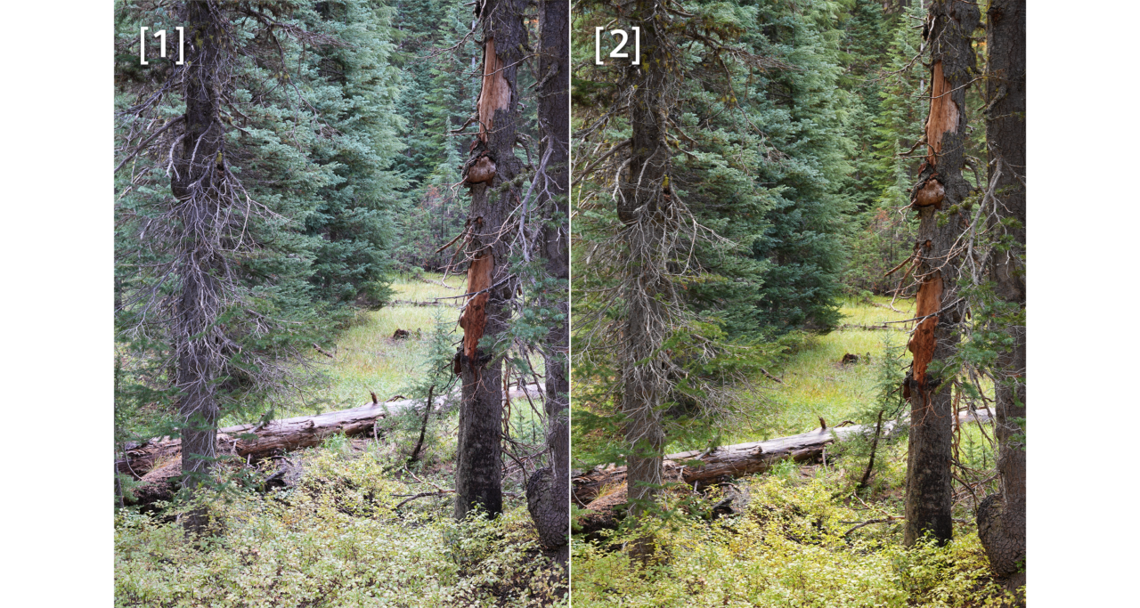 sony a7 mark 5 balance des blancs IA